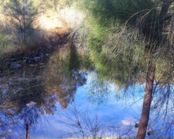 Ros Tierney was at Tom Thumb Lagoon this week