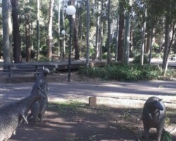 Penny and Ros's ramble today which included the Uni, the Botanic Gardens, Nyrang Park and Wisemans Park