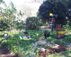 Penny and Ros's ramble today which included the Uni, the Botanic Gardens, Nyrang Park and Wisemans Park