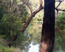 Penny and Ros did their Thursday lockdown exercise walk today by exploring the creeks and waterways of Towradgi and Tarrawanna