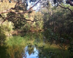 Penny and Ros did their Thursday lockdown exercise walk today by exploring the creeks and waterways of Towradgi and Tarrawanna
