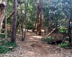 Penny and Ros did their Thursday lockdown exercise walk today by exploring the creeks and waterways of Towradgi and Tarrawanna