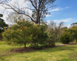 Trish and Penny walked around Integral Energy Park, Kembla Grange on Friday