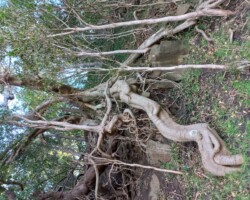 Janelle and Kay's walk today - O'Brien's Trail and Mt. Nebo.