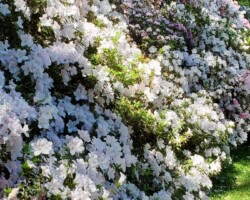 Trish and Penny visited the Rhododendron Gardens