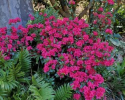 Trish and Penny visited the Rhododendron Gardens