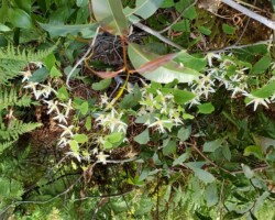 Byarong Park to Roberston Lookout - Chris, Anne, Robyn and Penny