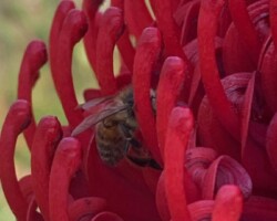 Up close, Waratahs kook like they are giving the finger, well lots of fingers says Kay