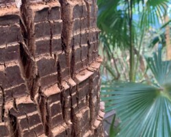 Janelle and Kay inspecting the trunks of Mt Kembla