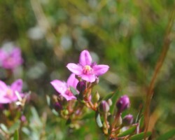 Cindy and Stuart live in Kiama and visited Barren Grounds last Sunday