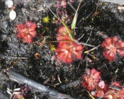 Cindy and Stuart live in Kiama and visited Barren Grounds last Sunday