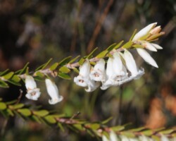 Cindy and Stuart live in Kiama and visited Barren Grounds last Sunday
