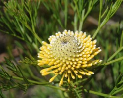 Cindy and Stuart live in Kiama and visited Barren Grounds last Sunday