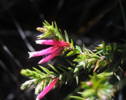 Cindy and Stuart live in Kiama and visited Barren Grounds last Sunday