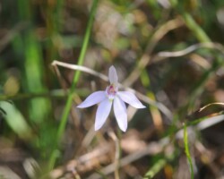 Cindy and Stuart live in Kiama and visited Barren Grounds last Sunday