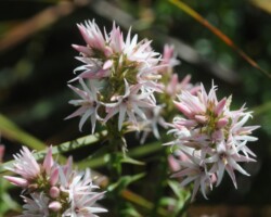 Cindy and Stuart live in Kiama and visited Barren Grounds last Sunday