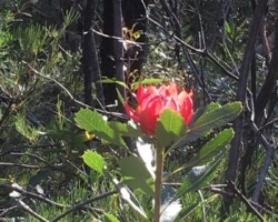 Robyn was at Dharawal NP & Maddens Falls today