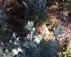 Robyn and Anne were at Burning Palms yesterday