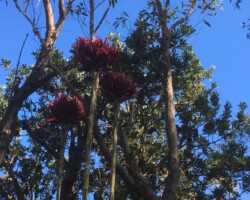 Robyn with Anne and Chris with Michelle. were on a Sublime Point walk on another beautiful day.