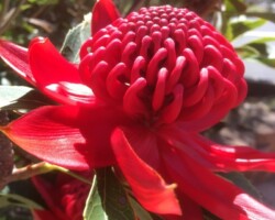 Robyn with Anne and Chris with Michelle. were on a Sublime Point walk on another beautiful day.