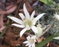 240921 Robyn was on a Burning Palms walk with Anne, Chris, Jim& Krish.