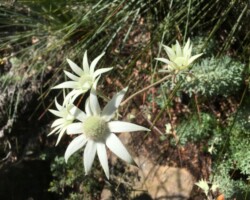 A few photos from today’s walk on the Forest Path by Robyn with Anne, Michelle & Chris.