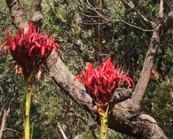 A few photos from today’s walk on the Forest Path by Robyn with Anne, Michelle & Chris.