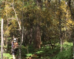 A few photos from today’s walk on the Forest Path by Robyn with Anne, Michelle & Chris.