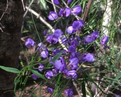 Some photos from Robyn on yesterdays walk with Judy on the way to Burning Palms