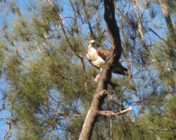 An osprey having a fish meal on Mullet Creek, spotted by Judy Engall whilst kayaking.