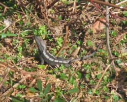 Judy and Robyn walked at Bulgo Beach