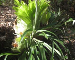 Robyn and Judy encountered a cute echidna whilst on the Lilyvale rack today
