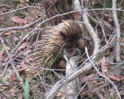 Robyn and Judy encountered a cute echidna whilst on the Lilyvale rack today