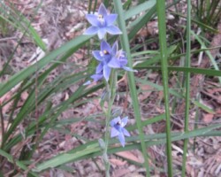 Robyn and Judy encountered a cute echidna whilst on the Lilyvale rack today