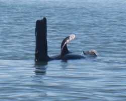 Judy sighted a relaxed seal on apaddle from Tallawarrah.