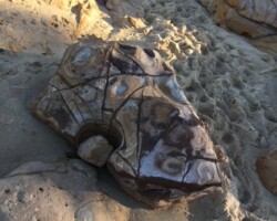 Sergio and Penny
Is it a turtle? Bulli beach