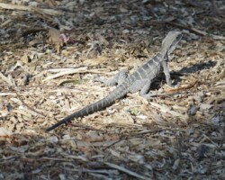 Wollongong Botanic Gardens
