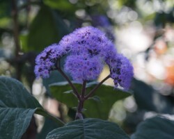 Wollongong Botanic Gardens