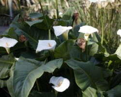 Wollongong Botanic Gardens