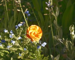 Wollongong Botanic Gardens