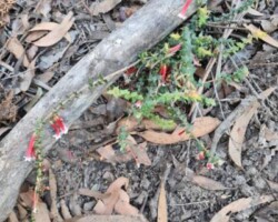 Krishna and jim exploring tracks on mt kembla
Hope you are keeping well russel