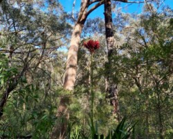 Jim and Krish on the forest path yesterday - enjoying the Gymea lillies and grass trees