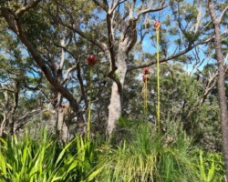 Jim and Krish on the forest path yesterday - enjoying the Gymea lillies and grass trees