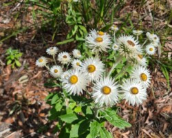Jim and Krish on the forest path yesterday - enjoying the Gymea lillies and grass trees