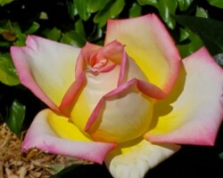 Spotted at the Botanic Gardens on Saturday - Trish Jenkins