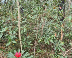 Jim Cowling and Krishna spotted a waratah whilst walking on a track at Sublime Point yesterday.