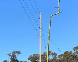 Kay Elliot says "The only reasonable response is to go bushwalking".