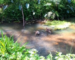 Penny and Ros did their Thursday lockdown exercise walk today by exploring the creeks and waterways of Towradgi and Tarrawanna