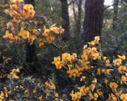 Robyn with Anne, Chris & Krish, at Mt Kembla Summit & ring track.
With Anne, Chris & Krish, Mt Kembla Summit & ring track.