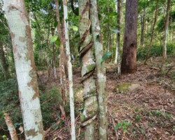 Walk: Navigation Exercise, Mt Kembla - 30 Oct 2021